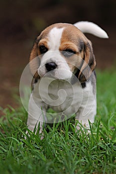 Beagle Puppy