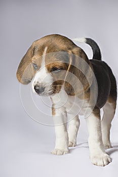 Beagle puppy