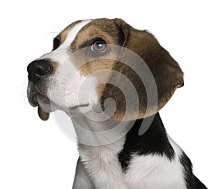 Beagle puppy, 4 months old, in front of white background