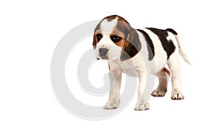 Beagle puppy