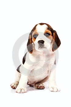 Beagle puppy