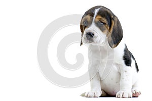 Beagle Puppy