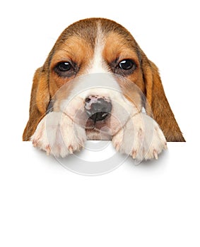 Beagle puppy above banner on white background