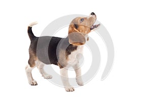 Beagle puppy barking photo