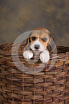 Beagle puppy in basket