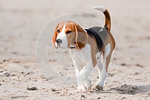 Beagle puppy on a beach