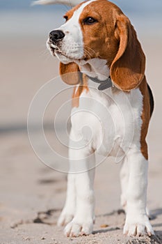 Beagle puppy on a beach