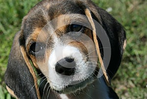 Beagle Puppy Black & Tan