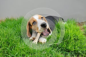 Beagle puppy bone to gnaw.