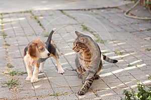 Beagle puppy and cat