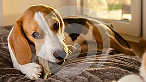 Beagle puppy chewing on a dog snack