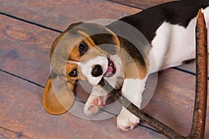 Beagle puppy chewing on stick