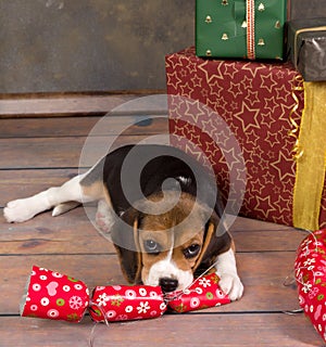 Beagle puppy with christmas gift