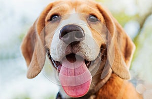 Beagle puppy close-up shoot: My real friend portrait