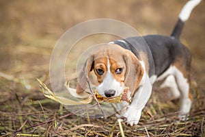 Beagle puppy with corn - Pet adventures