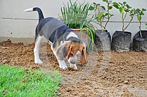 Beagle puppy dig the ground.