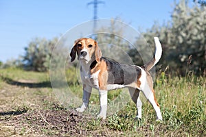 Beagle puppy dog
