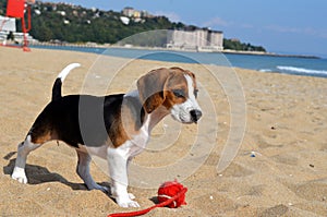 Beagle puppy dog on the beach