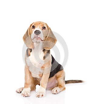 Beagle puppy dog looking up. isolated on white background