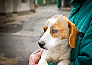 Beagle puppy in dog pound
