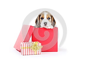 Beagle puppy dog sitting in gift box