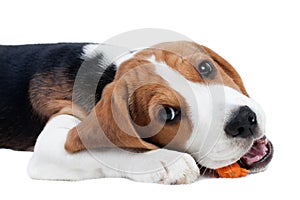 Beagle puppy eating