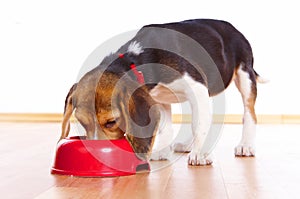 Beagle puppy eating