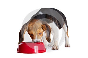 Beagle puppy eating