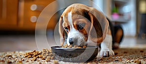 Beagle Puppy Eating From Bowl