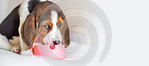 Beagle puppy eats food from bowl. Gaze is directed at camera, copy space, banner