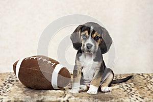 Beagle Puppy With Football