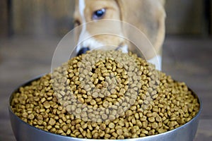 Beagle puppy is going to eat a full bowl of dog food, too big for him. Hungry dog.