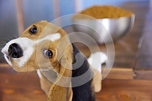 Beagle puppy is going to eat a full bowl of dog food, too big for him. Hungry dog.