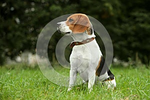 Beagle puppy on grass