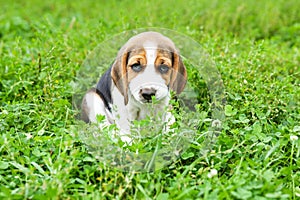 Beagle puppy is on the grass in the park