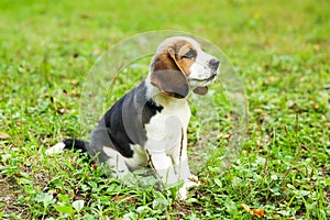 Beagle puppy is on the grass in the park