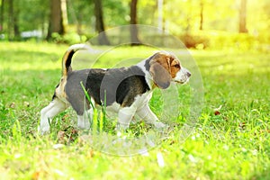 Beagle puppy is on the grass in the park