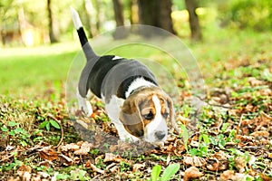 Beagle puppy is on the grass in the park