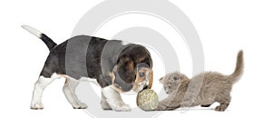 Beagle puppy and Highland fold kitten playing