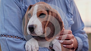 Beagle puppy with his owner. Woman stroking dog on blue backdrop. Cute lovely pet, new member of family.