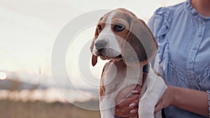 Beagle puppy with his owner. Woman stroking dog on sky backdrop. Copy space