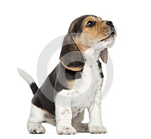 Beagle puppy howling, looking up, isolated