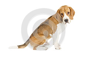 Beagle puppy isolated on white background