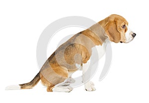 Beagle puppy isolated on white background