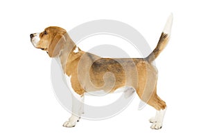 Beagle puppy isolated on white background