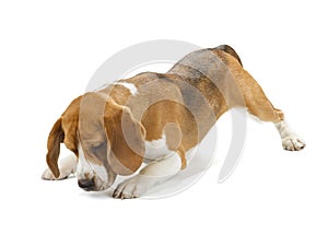 Beagle puppy isolated on white background