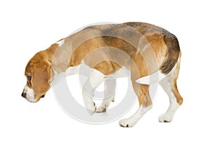 Beagle puppy isolated on white background