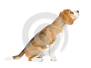 Beagle puppy isolated on white background