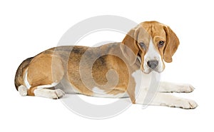 Beagle puppy isolated on white background