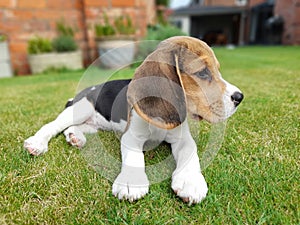 Beagle Puppy Laying on The Grass